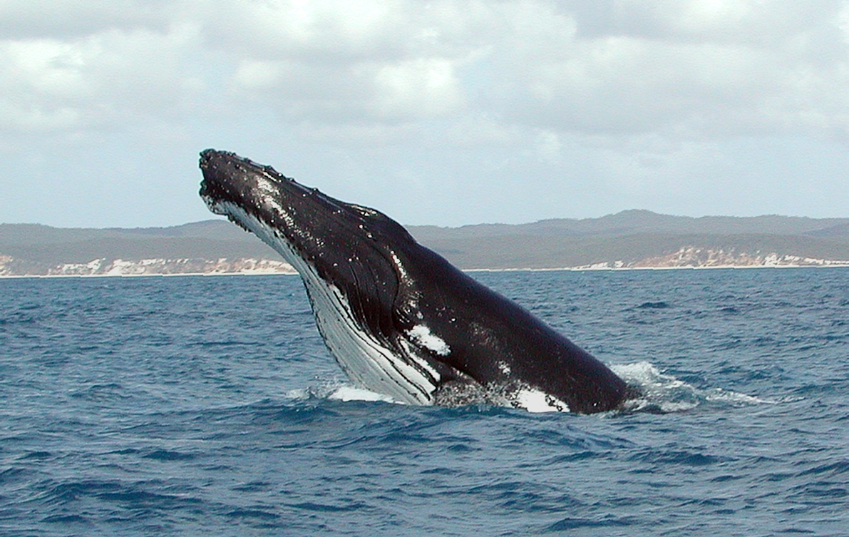 Humpback whale breaching ocean - whale watching Sunshine Coast Queensland